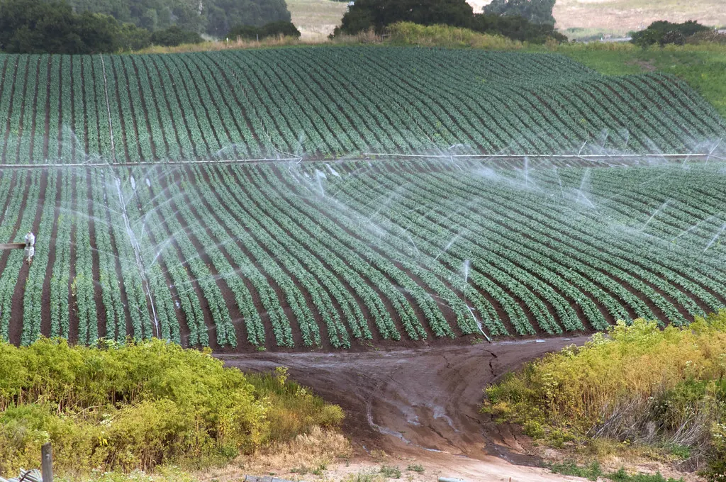 Campo de cultivo con riego por aspersión