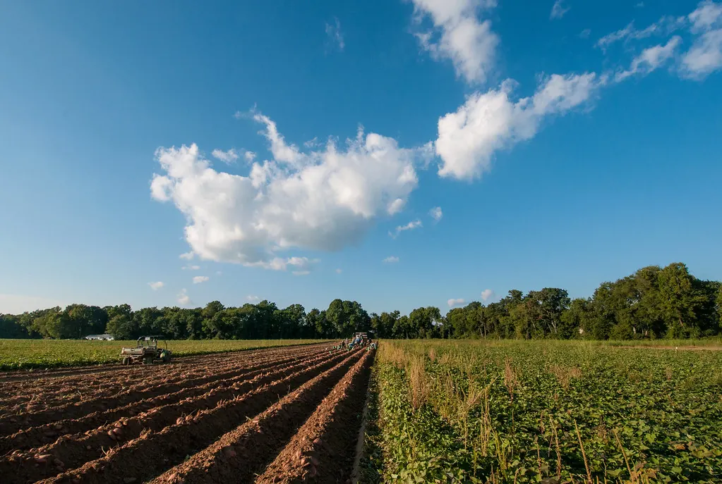 Surcos de un campo de cultivo bajo un cielo abierto