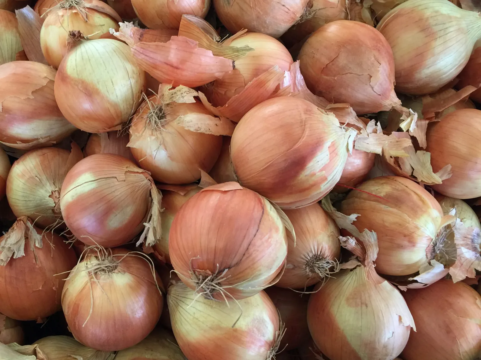 Cebollas amarillas en montón