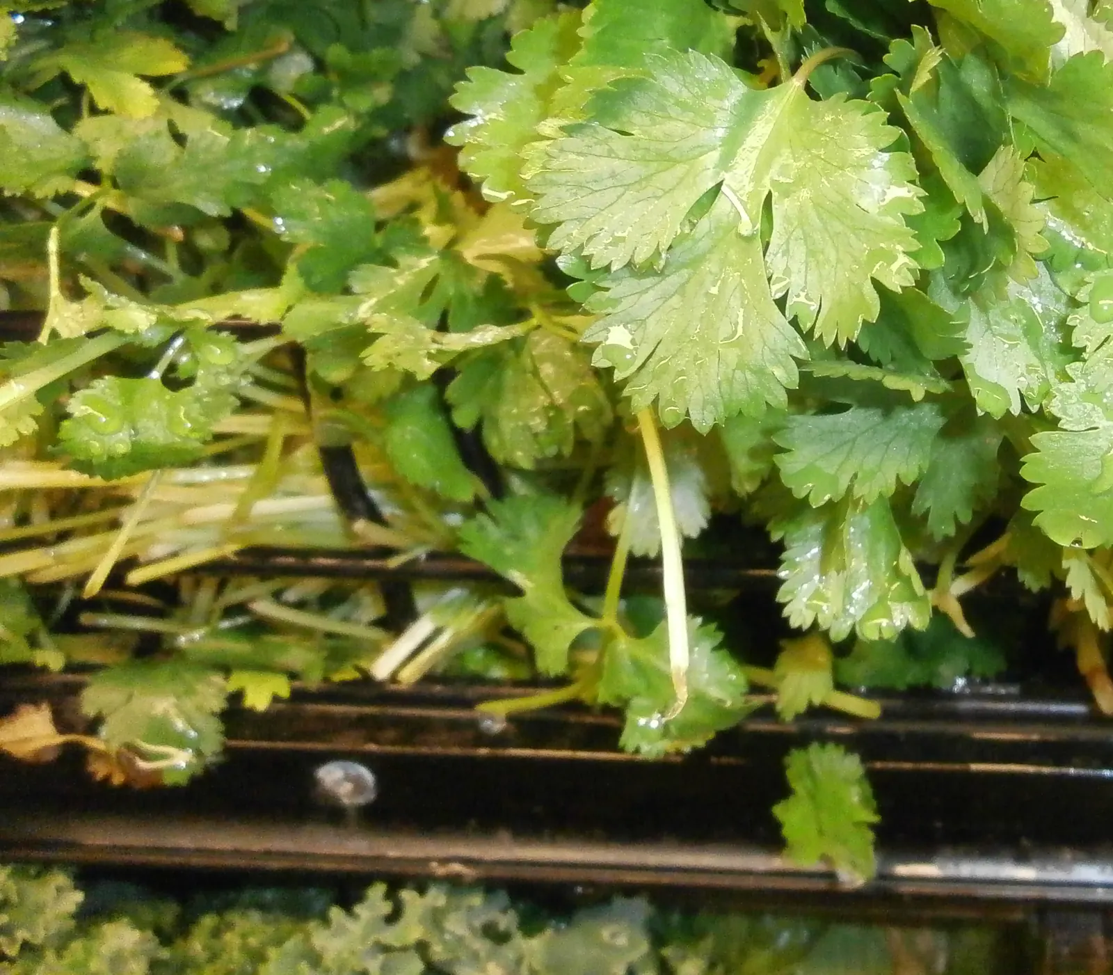 Manojos de cilantro